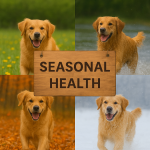 Dogs’ Seasonal Health: How to Keep Your Dog Healthy